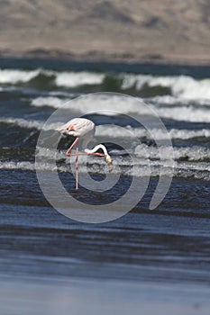 A pink flamingo in the sea