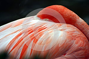 Pink Flamingo at Sea World, Orlando, Florida