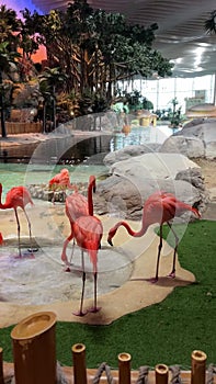 Pink Flamingo in SeaWorld Yas Island Abu Dhabi. Vertical video.