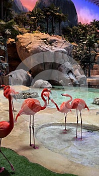 Pink Flamingo in SeaWorld Yas Island Abu Dhabi. Vertical video.