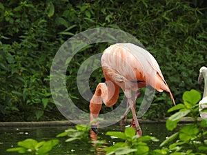 A pink flamingo