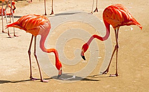 Pink flamingo at Seoul Grand Park zoo
