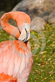 Pink Flamingo Side Photo facing right showing preening activity