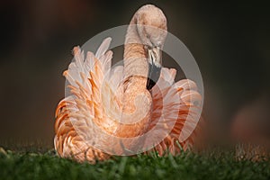 A pink flamingo sitting in the grass