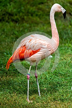 Pink flamingo sleeping with leg up