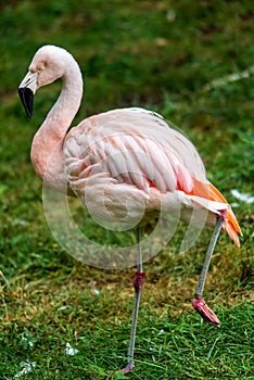 Pink flamingo sleeping with leg up