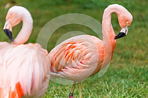 Pink flamingo sleeping with leg up