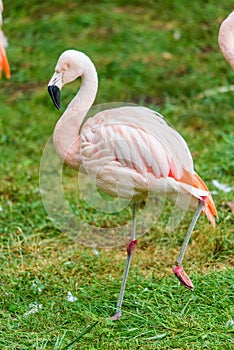 Pink flamingo sleeping with leg up