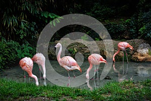 Pink flamingo in a small lake, green forest on a background.