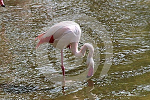 pink flamingo soars effortlessly in the crystal water