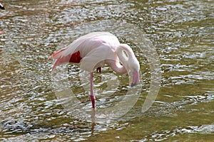 pink flamingo soars effortlessly in the crystal water