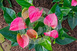 Pink flamingo spadix flower in closeup, Tropical plant specie from America