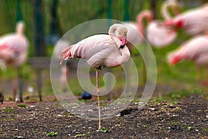 pink flamingo standing on one leg