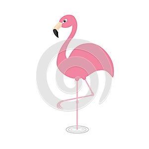 Pink flamingo standing on one leg. Circles on the water. Exotic tropical bird. Zoo animal collection. Cute cartoon character. Deco