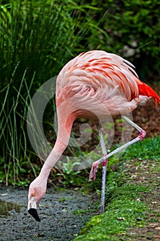 Pink Flamingo standing on one leg with head down to eat