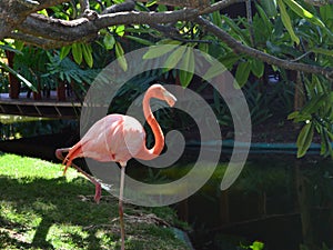 A pink Flamingo stands on a green lawn on the Bank of a pond.