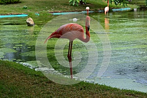 A pink Flamingo stands on a green lawn on the Bank of a pond.