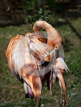 A pink flamingo stands on one leg. Its neck is beautifully arched, its beak touching the feathers. Flamingo close-up