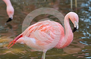 Pink Flamingo Stands in Reflective Water