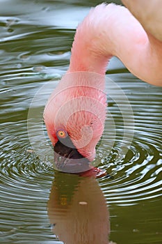 Pink flamingo stands in a shallow pond of water, its head and neck dipped down to take a sip