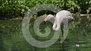 pink flamingo, still in the pond
