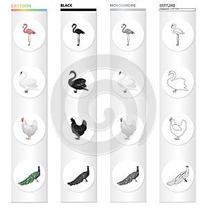 Pink flamingo, swan, domestic bird chicken, peacock. Bird set collection icons in cartoon black monochrome outline style