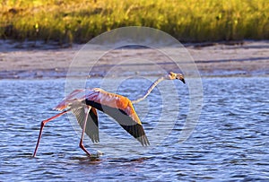 Pink Flamingo Taking Flight, Closeup