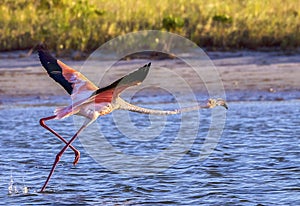 Pink Flamingo Taking Flight With Wings Spread, Closeup