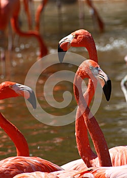 Pink Flamingo Trio