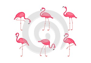 Pink flamingo, tropical cartoon bird icon, cute summer animal set. Zoo vector illustration