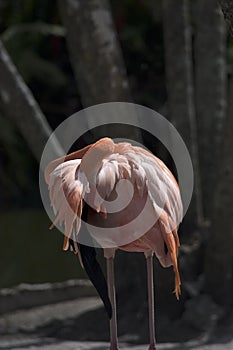 Pink flamingo tucking its head and preening its delicate creamy orange feathers in a natural setting
