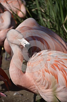 Pink Flamingo Turning to His Back to Preen Feathers