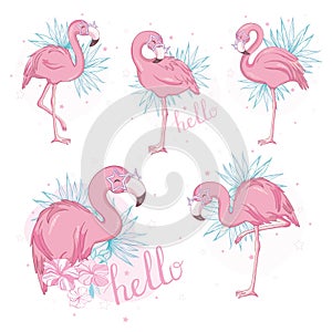 Pink flamingo vector cartoon flat set. Exotic tropical bird icons collection isolated on white background.