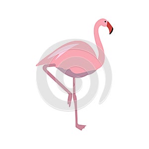 Pink flamingo vector flat illustration isolated on white background.