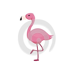 Pink flamingo vector illustration isolated on white background.