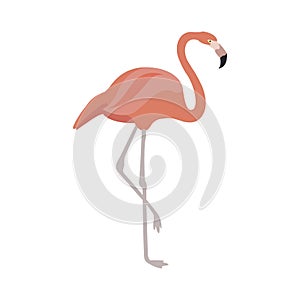 Pink flamingo vector illustration isolated on white background.