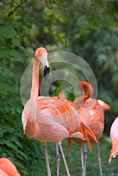 Pink flamingo - Vienna zoo