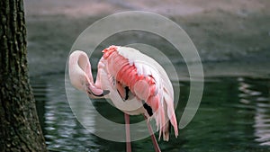Pink flamingo wading bird cleaning red wings