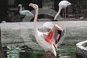 Pink flamingo wading bird near pond