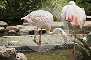 Pink flamingo walking