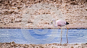 Pink flamingo walking alone and drinking water inside a salt lagoon in the `Salar de Atacama`