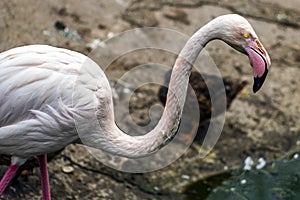 Pink flamingo walking around the zoo in summer