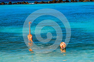 Pink flamingo walking on the beach in Aruba island, Caribbean sea, Renaissance Island