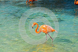 Pink flamingo walking on the beach in Aruba island, Caribbean sea, Renaissance Island