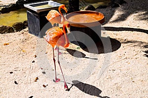 Pink flamingo walking on the beach in Aruba island, Caribbean sea, Renaissance Island