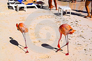 Pink flamingo walking on the beach in Aruba island, Caribbean sea, Renaissance Island