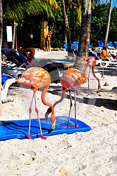 Pink flamingo walking on the beach in Aruba island, Caribbean sea, Renaissance Island