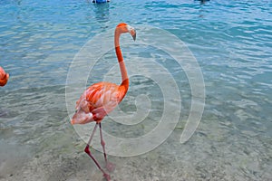 Pink flamingo walking on the beach in Aruba island, Caribbean sea, Renaissance Island