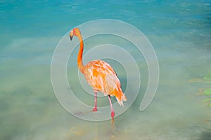 Pink flamingo walking on the beach in Aruba island, Caribbean sea, Renaissance Island