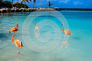 Pink flamingo walking on the beach in Aruba island, Caribbean sea, Renaissance Island